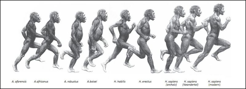 National Geographic Evolution of a Running Naked Man